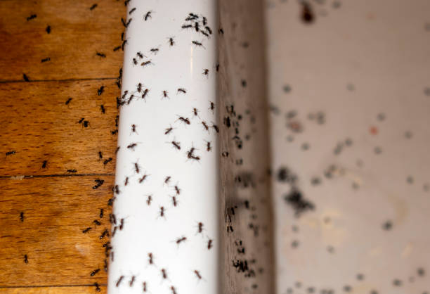 Best Bed Bug Extermination  in Fairfield, IL
