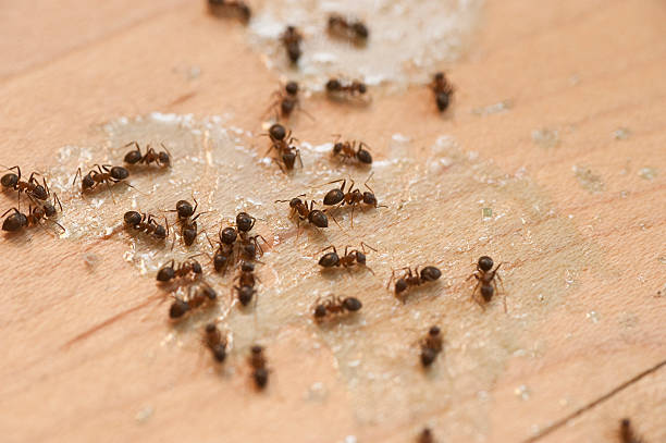 Best Pest Control Near Me  in Fairfield, IL