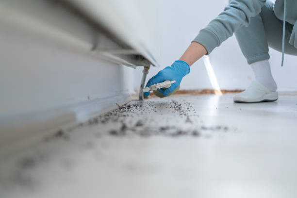 Best Termite Control Services  in Fairfield, IL